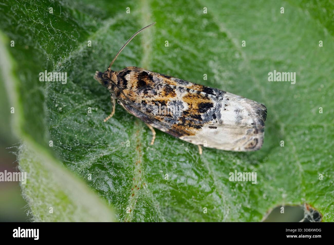 Marmorierter Orchard Tortrix, Hedya nubiferana. Eine polyphage Art von Tortrixmotten oder Laubwalzenmotten, Tortricidae, die kultivierte und wilde Tiere beschädigt Stockfoto