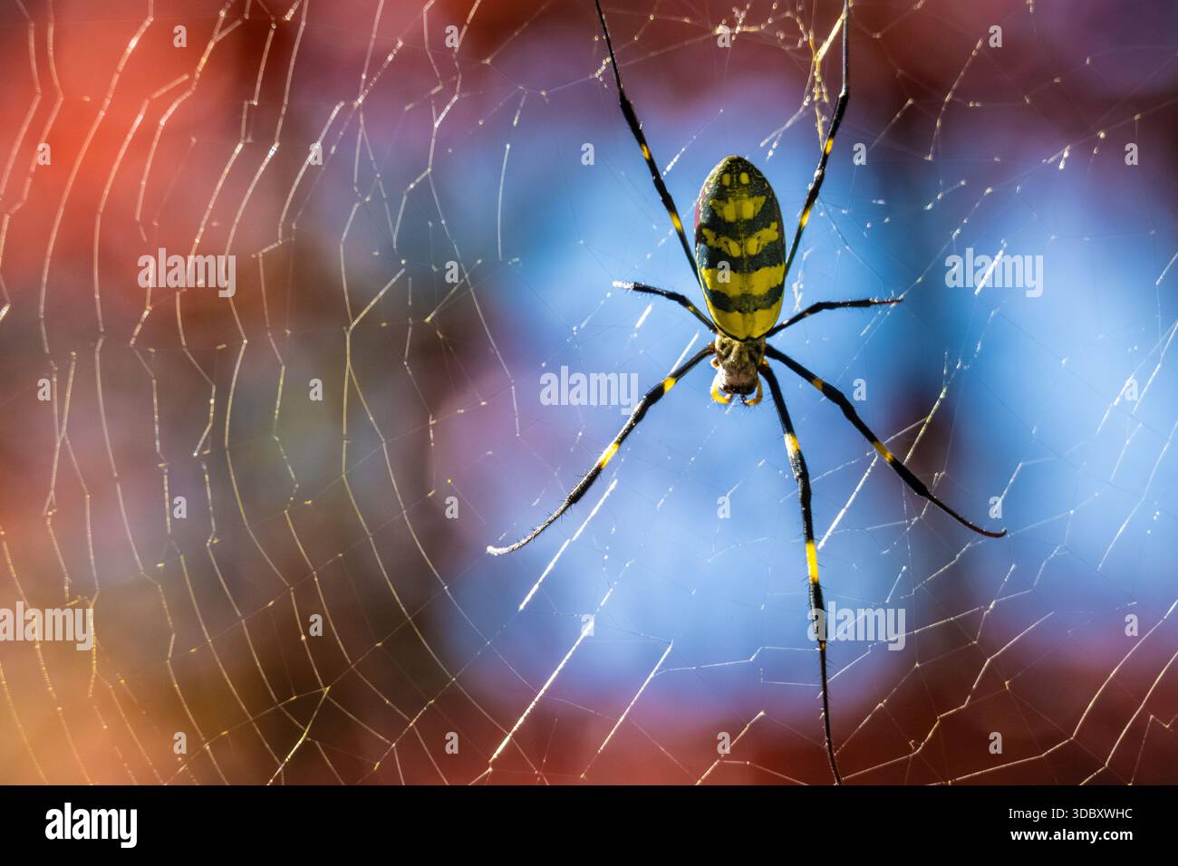 Weibliche Joro-Spinne (Trichonephila clavata) auf ihrem Netz in Snellville, Georgia, östlich von Atlanta. (USA) Stockfoto