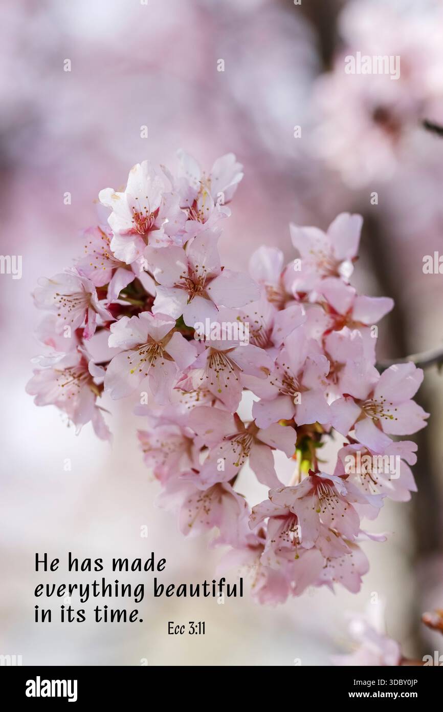 Ein wunderschönes Frühlingsfoto von einem Obstbaum, der in Rosa blüht. Biblischer Text: Er hat alles zu seiner Zeit schön gemacht. Ecc 3:11. Stockfoto