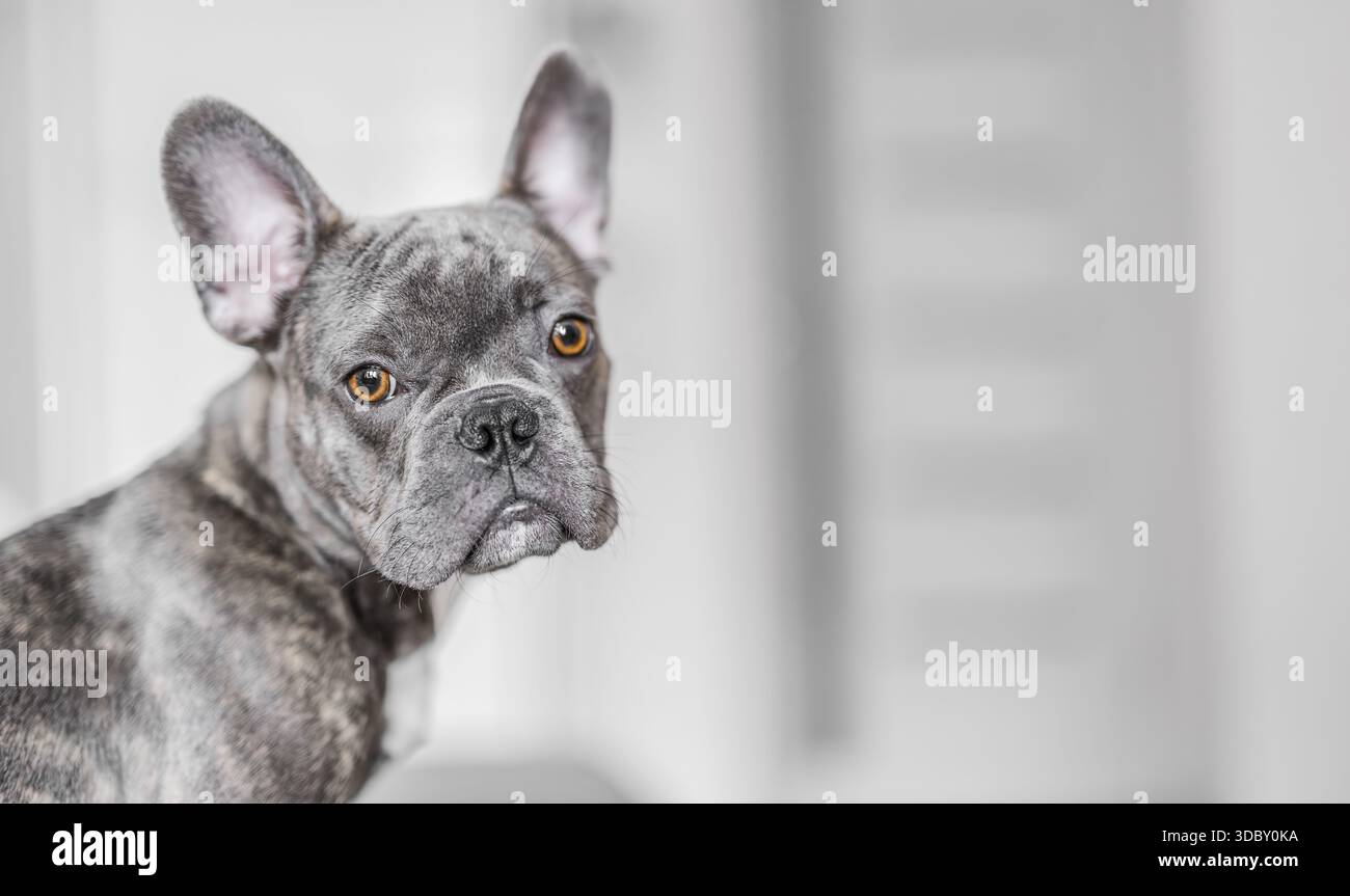 Französisches graues Bulldog-Porträt zu Hause, gemütlicher Hundeschlifestyle-Moment. Stockfoto