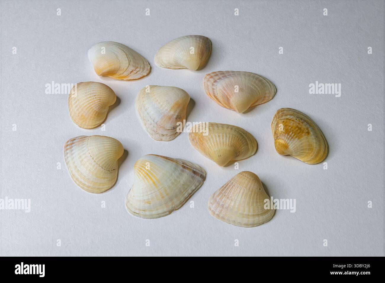 Draufsicht der gelben Muschelschalen isoliert auf weiß. Ideal für Sommer, Strand, Spa und Küstenbranding. Minimalistische Naturkollektion. Stockfoto