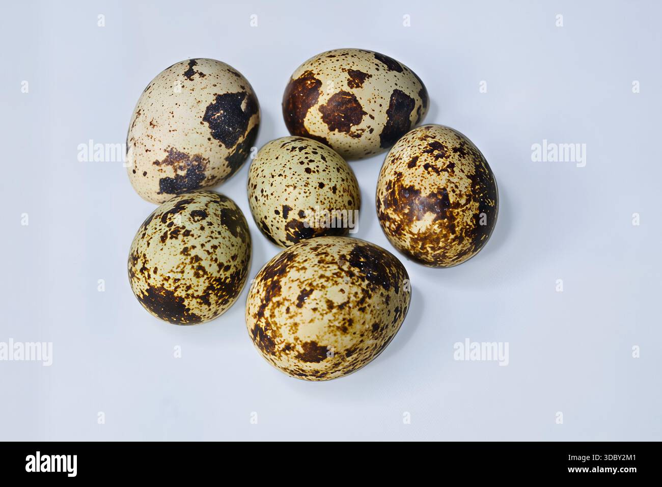 Sechs gesprenkelte Vogeleier (Wachteln/Seevögel) in einer Gruppe auf einem sauberen weißen Hintergrund. Natürliches Lebensmittelmuster und Osterkonzept. Nahaufnahme. Stockfoto