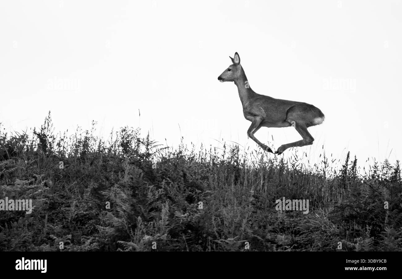 Schwarz-weiß eines springenden Rehs (Capreolus Capreolus) auf einem Hügel, Minimalismus, monochrom, Kopierraum, weißer Hintergrund, horizontal Stockfoto