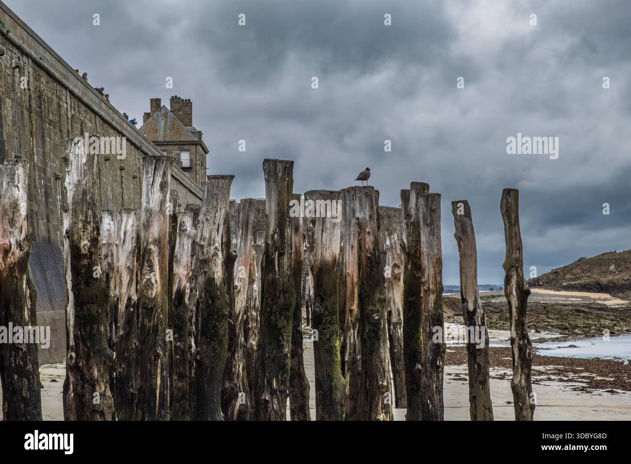 Möwe auf Holzpfahl in Saint-Malo, Bretagne Frankreich Stockfoto