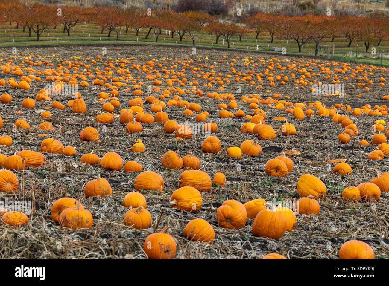 Ein Kürbisstreifen mit dutzenden Reifen, orangen Kürbissen auf einem offenen Feld, das im Nordosten von Oregon wächst. Stockfoto