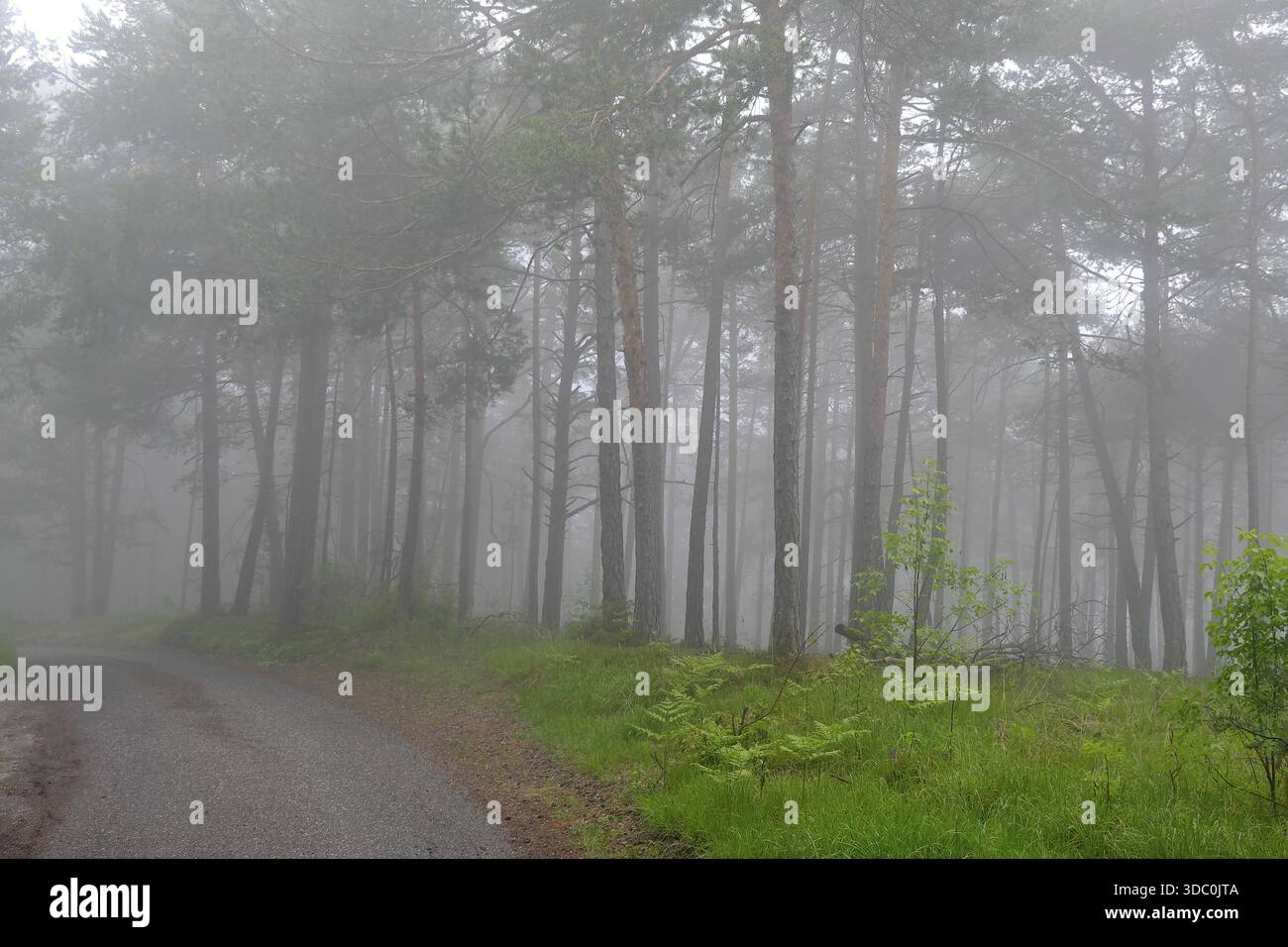 Nebel im Ritten Wald über Bozen, Bozen, Südtirol, Italien Stockfoto