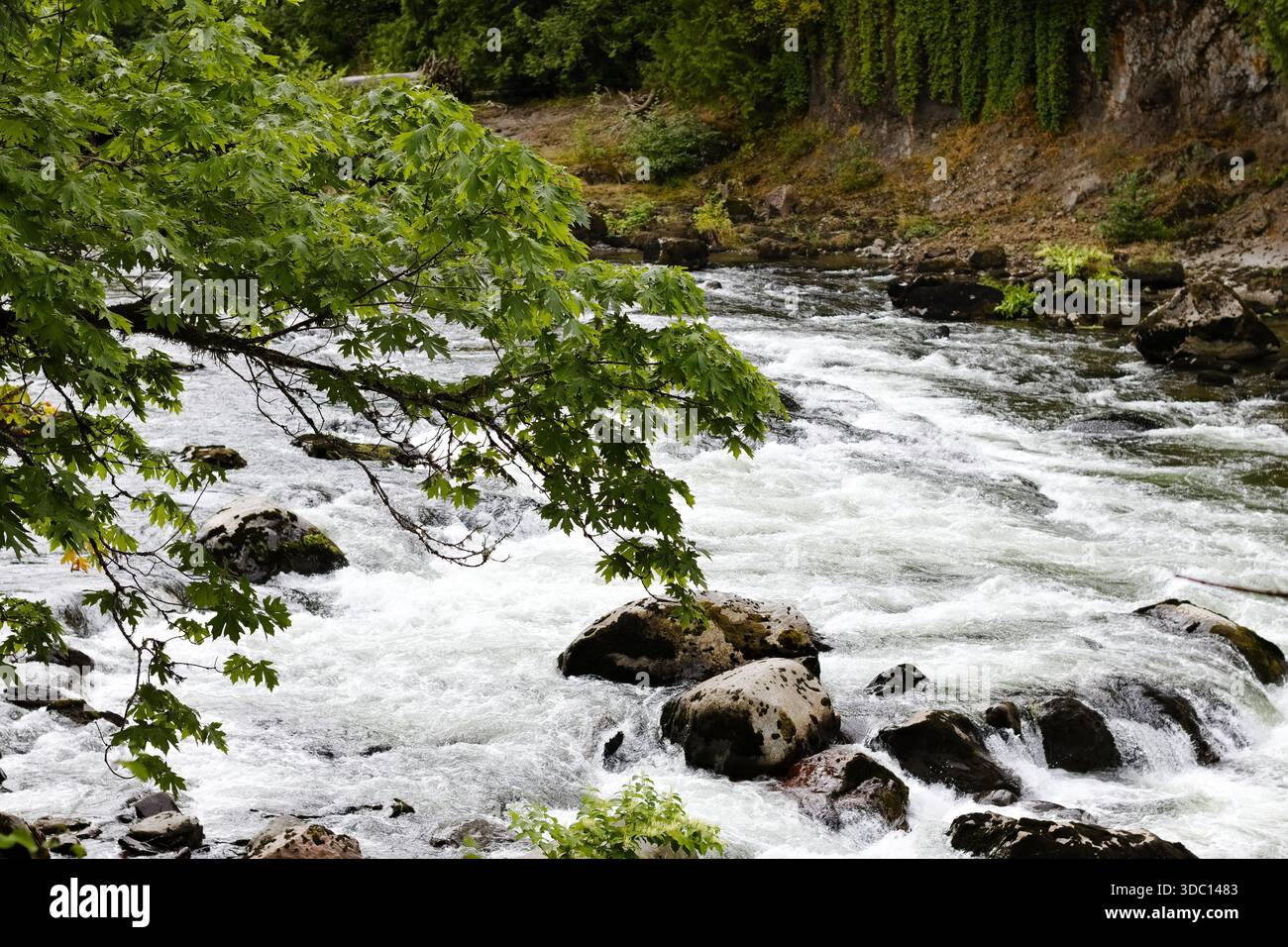 Der sich schnell bewegende Fluss fließt über Felsen unter grünen Ästen in der Nähe der Snoqualmie Falls, Washington, und fängt natürliche Bewegungen in einem üppigen Pazifik-Nordwesten ein Stockfoto