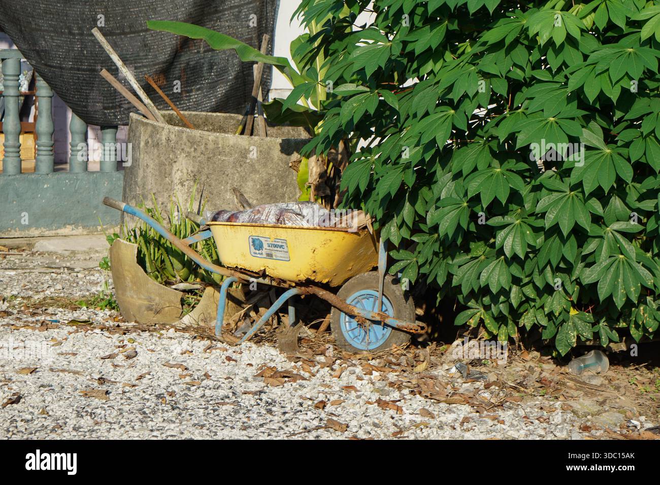 Gelbe Schubkarre mit blauen Griffen und Rad auf Kies neben üppigen Pflanzen und Beton-Pflanzgefäßen in einer rustikalen Gartenanlage. Stockfoto