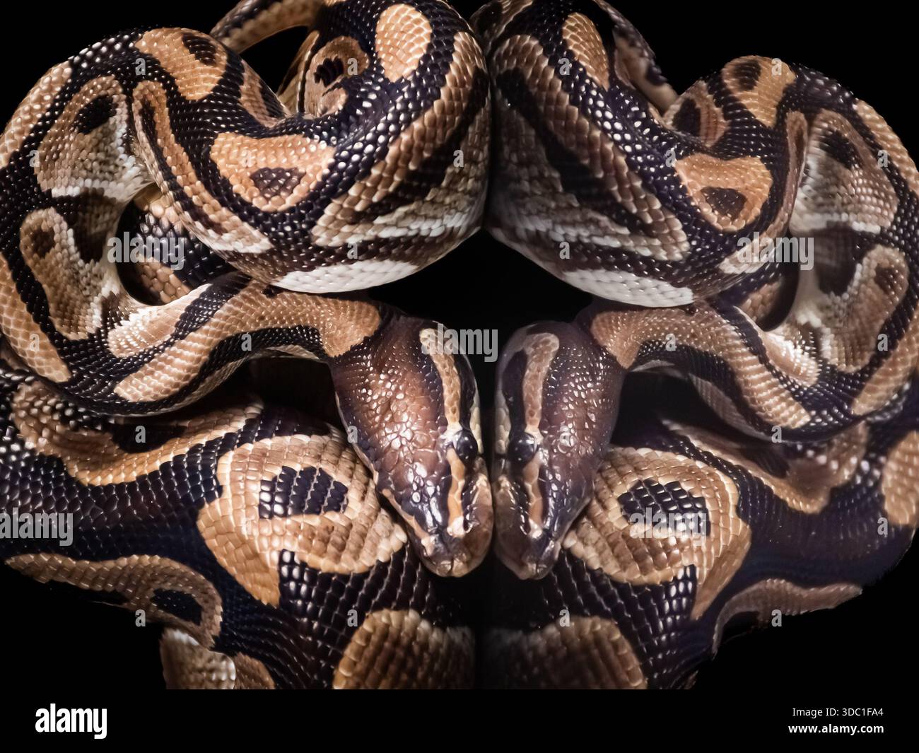 Diese burmesische Python wurde in einem dunklen Atelier ausgestellt. Die Überlegungen waren sehr zufriedenstellend. Stockfoto