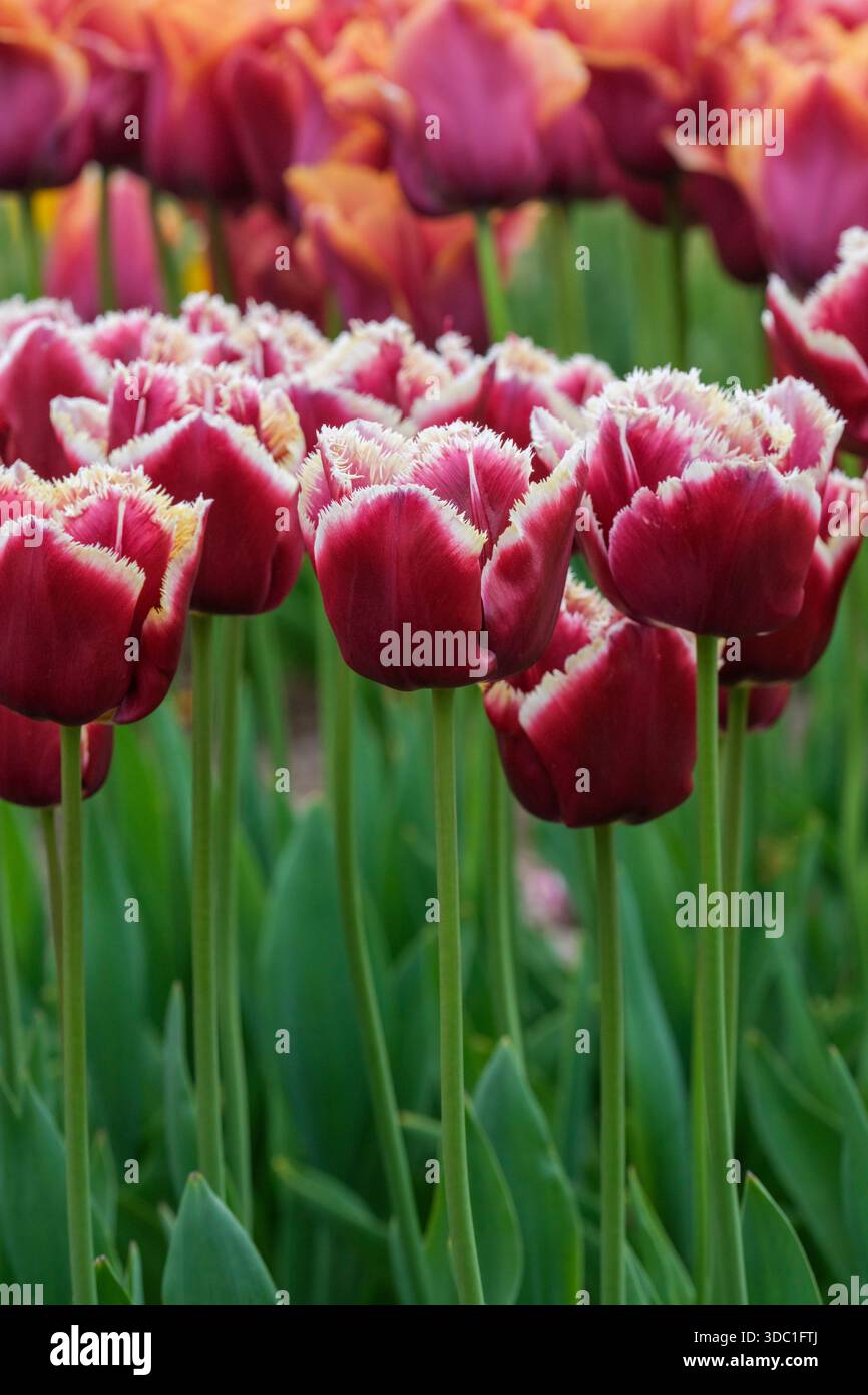 Tulipa Mercure, Tulip Mercure, dunkelgrünes Laub und dunkelrot, einzelne becherförmige Blüten, gelbe Fransenränder, Stockfoto