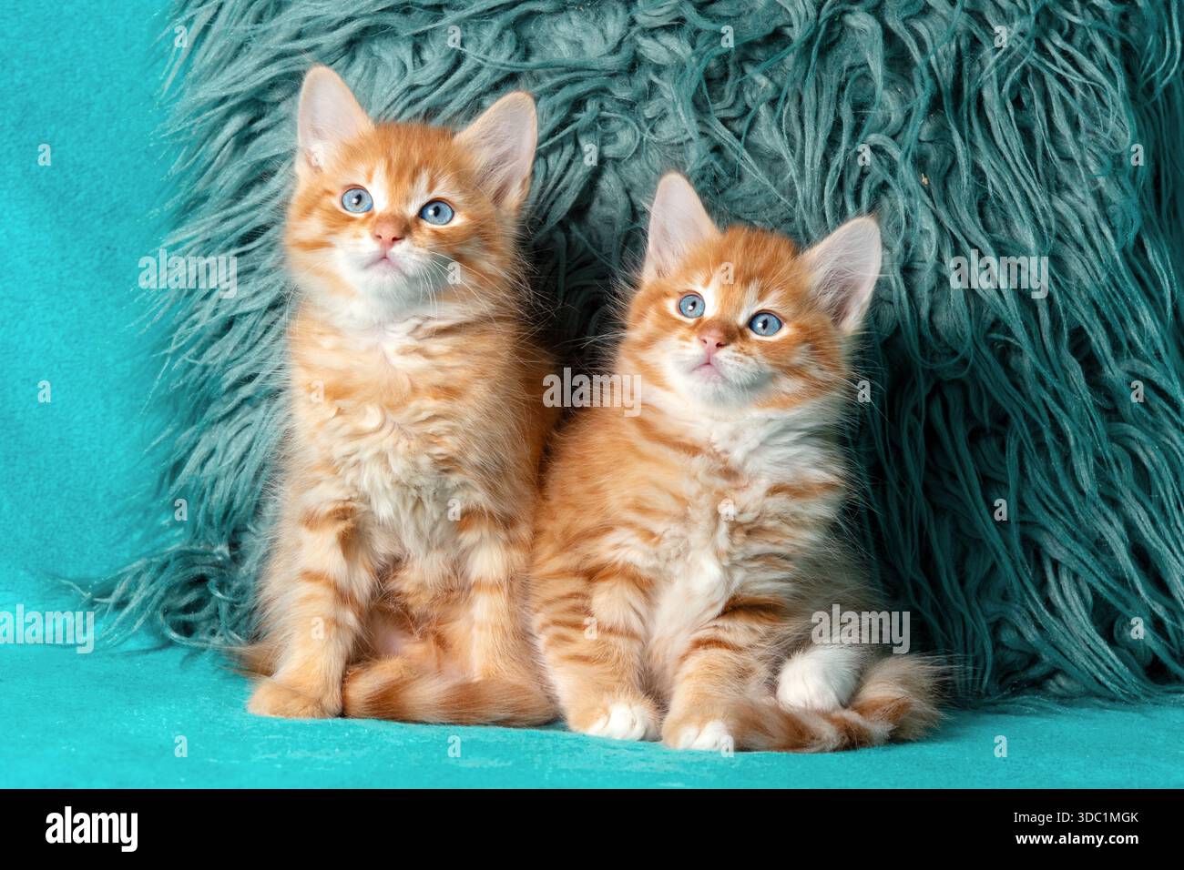 Zwei entzückende Ingwerkätzchen sitzen neben einem zotteligen Kissen auf blauem Hintergrund Stockfoto
