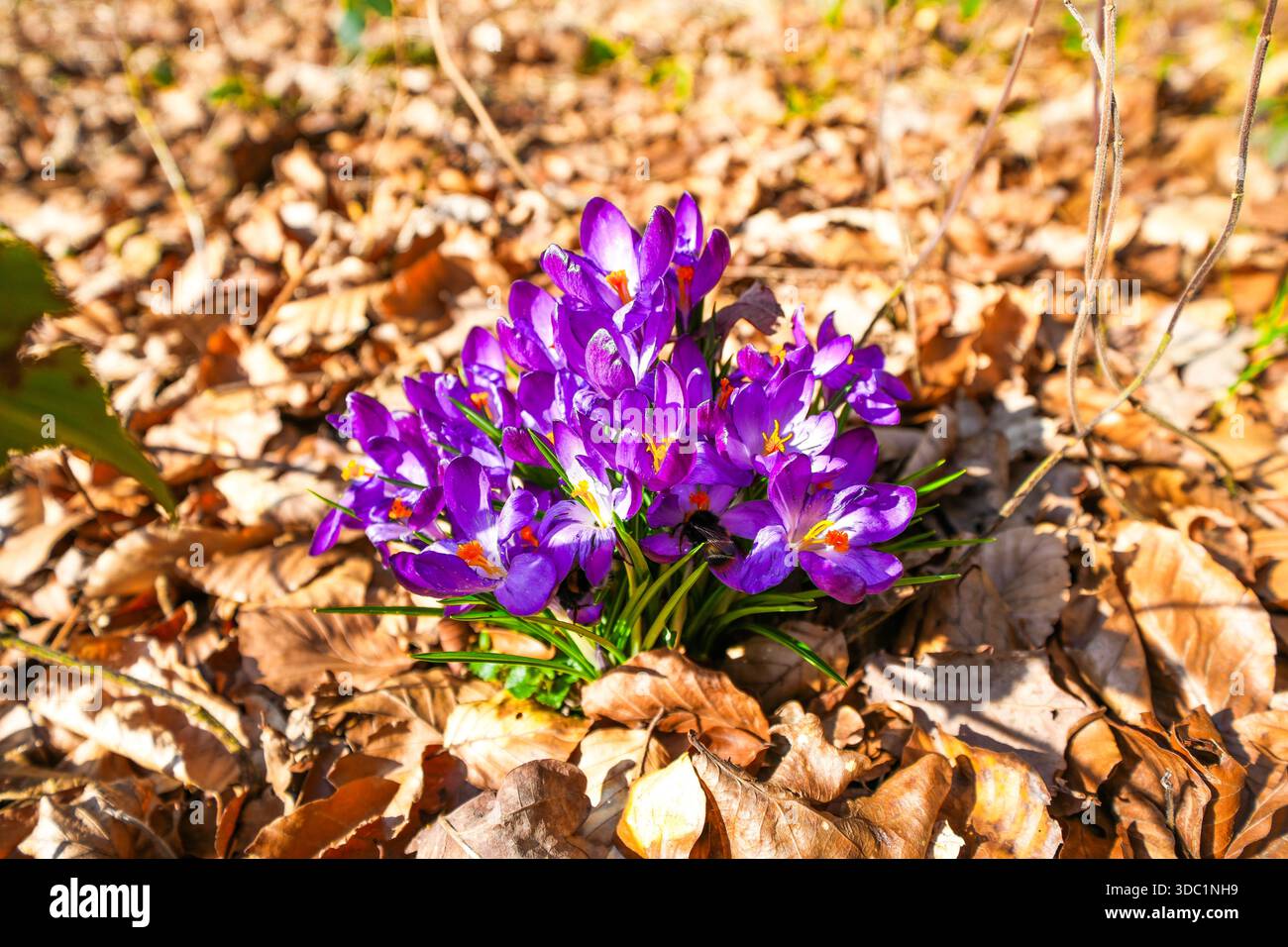 Lila blühende Krokusse auf blattbewachsenem Waldboden Stockfoto