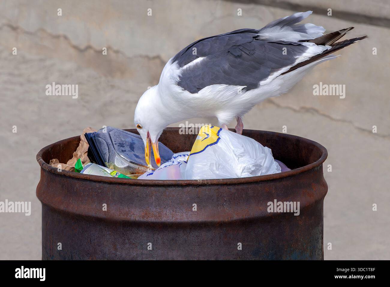Eine kalifornische Möwe, die Essen aus dem Mülleimer holt, San Diego, Kalifornien Stockfoto