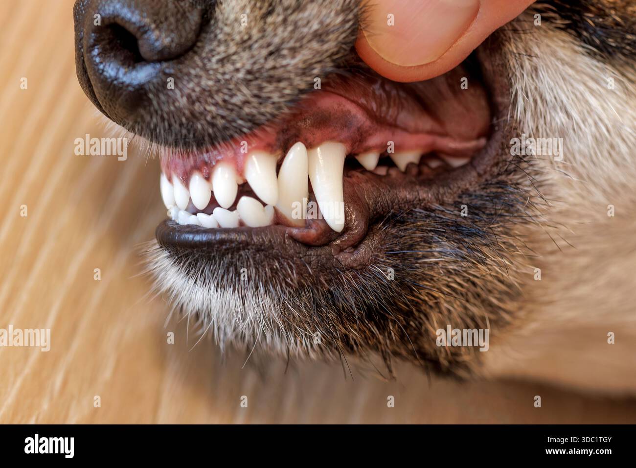 Eine Nahaufnahme der gesunden Zähne eines Hundes Stockfoto