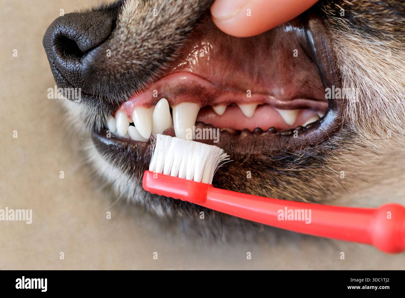 Einem Hund die gesunden Zähne putzen Stockfoto