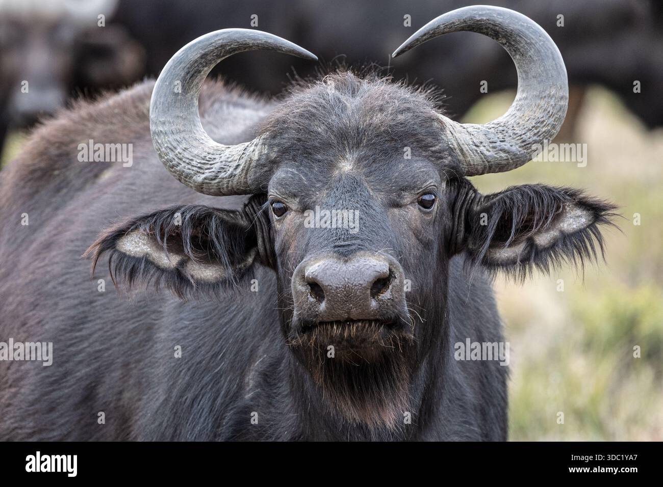 Cape Buffalo, Samara Nature Reserve, Eastern Karoo, Südafrika, Stockfoto