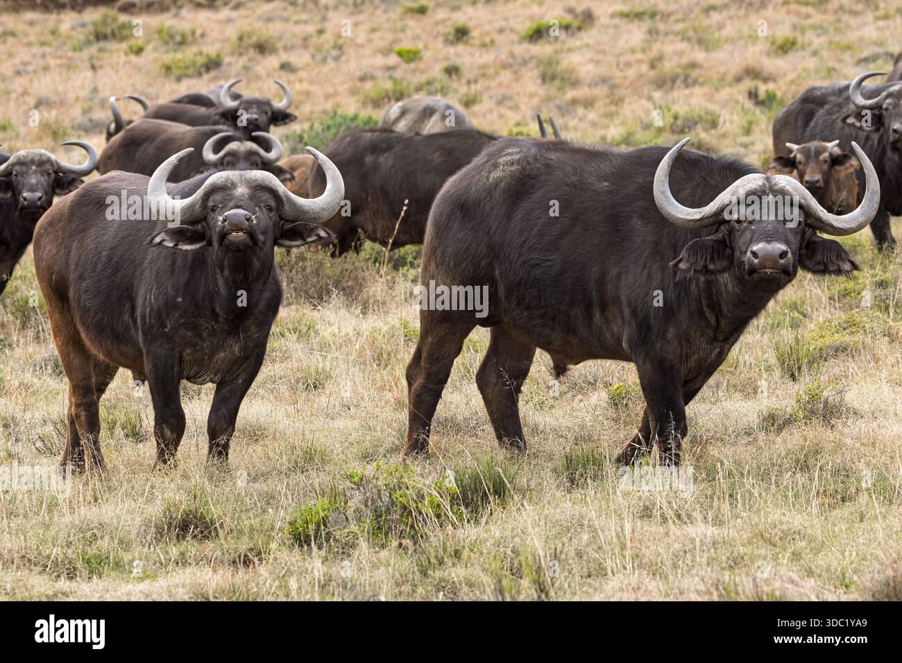 Cape Buffalo, Samara Nature Reserve, Eastern Karoo, Südafrika, Stockfoto