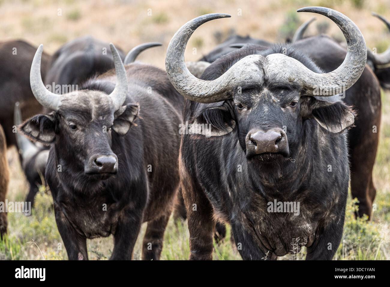 Cape Buffalo, Samara Nature Reserve, Eastern Karoo, Südafrika, Stockfoto