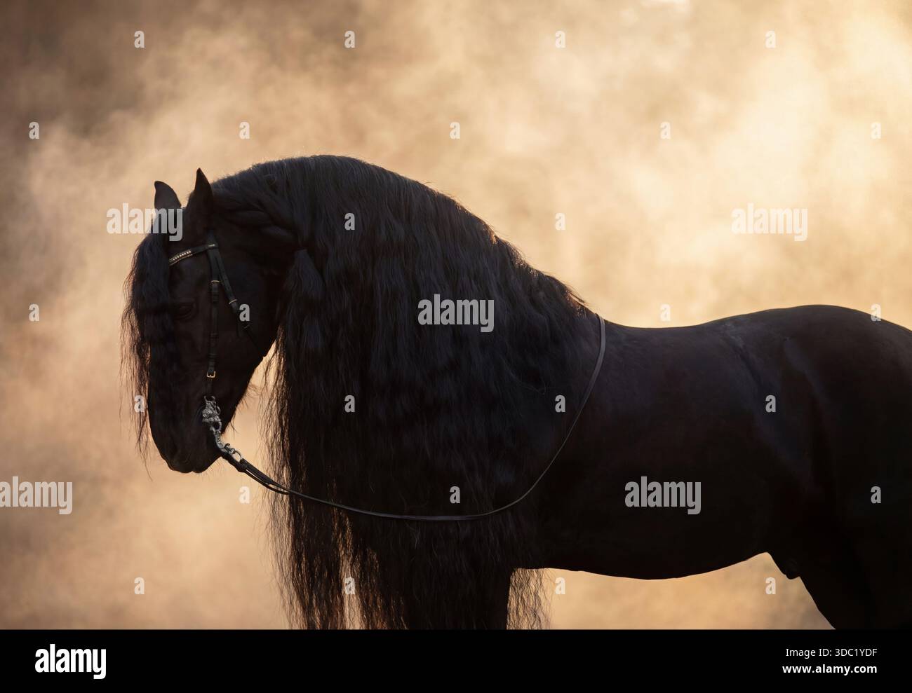 Profil eines majestätischen schwarzen Friesenpferdes mit langer Mähne Stockfoto