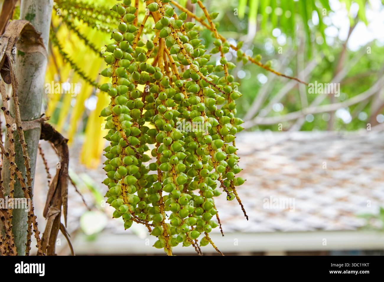 Ein Bündel grüner Dichtungspalme von Â wächst auf einem Baum Stockfoto