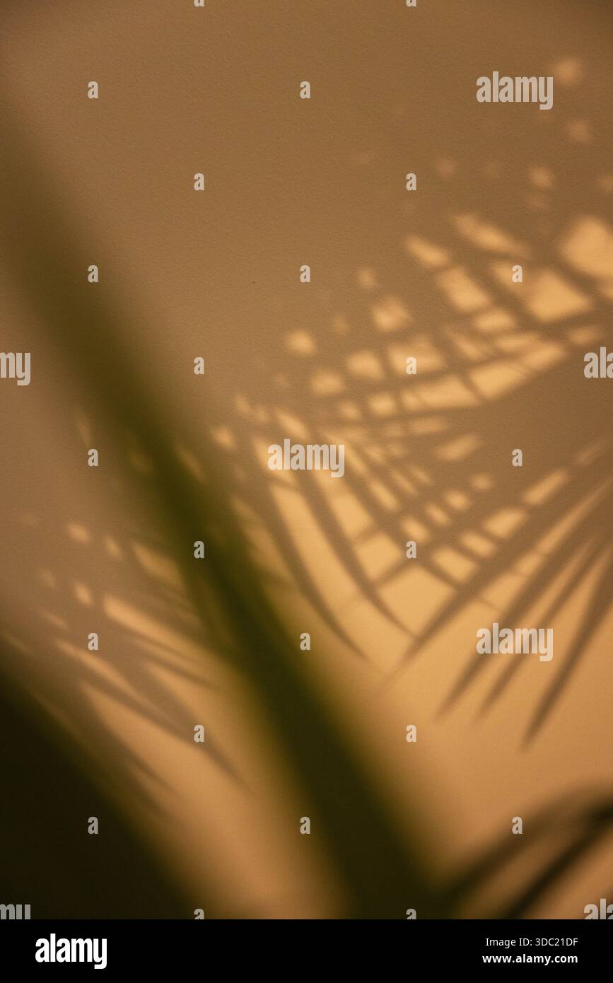 Palmblattschatten auf warme neutrale Wand, die natürliches Muster schafft, Kreta Griechenland. Abstraktes tropisches Schattenspiel im mediterranen Licht. Stockfoto