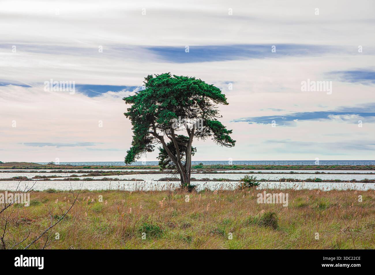 Meereslandschaft der Salinen Tarquinia Stockfoto