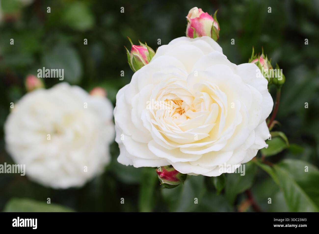 Rose. Rosa Tranquillity, englische Strauchrose, gezüchtet von David Austin, auch Ausnoble genannt. Helle Zitronenblüten, die zu weiß Reifen. Stockfoto