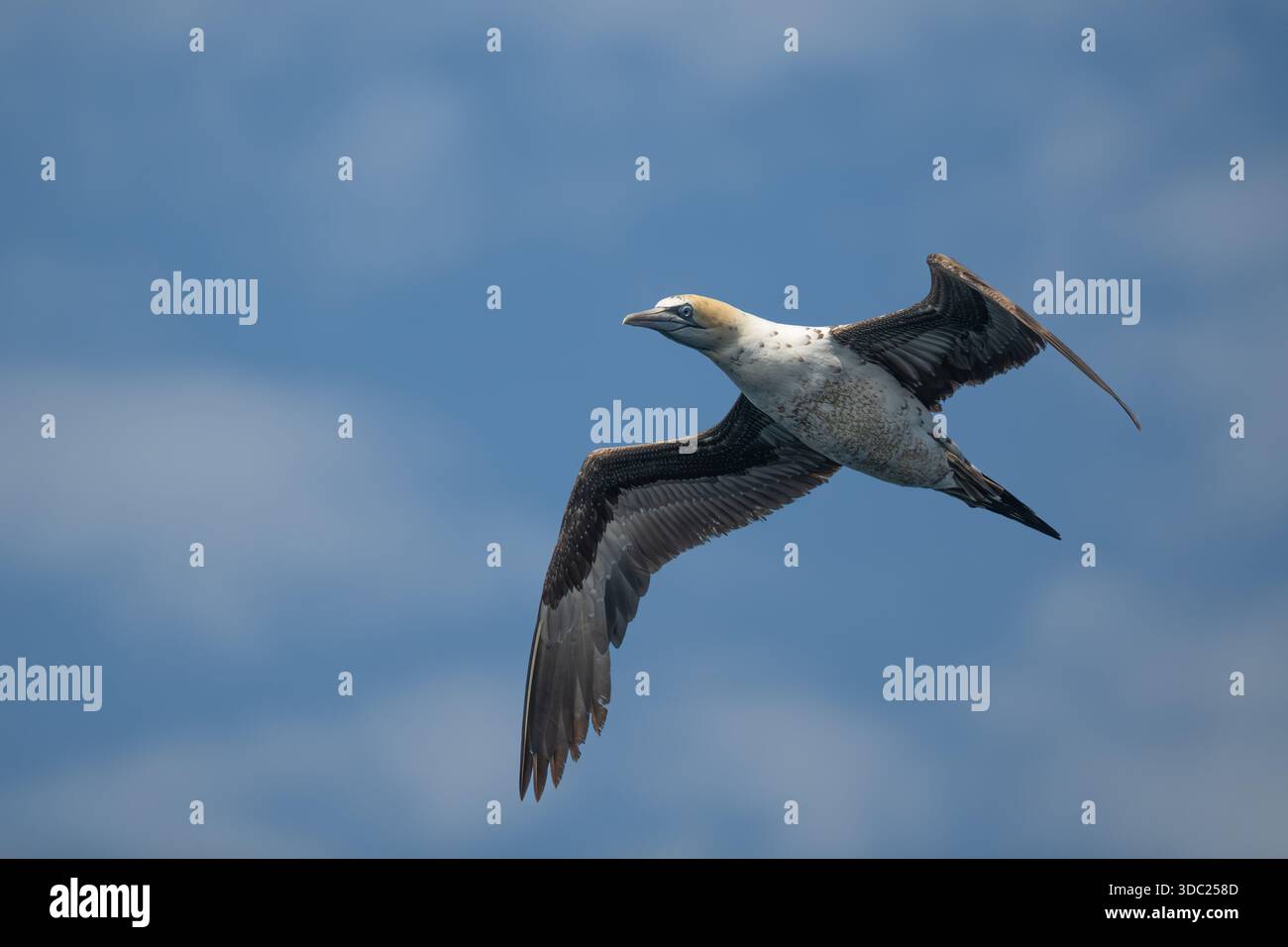 Cape Gannet im Flug. Cape Gannet, das in einem blauen Himmel über dem Atlantischen Ozean, Südafrika, aufsteigt. Stockfoto
