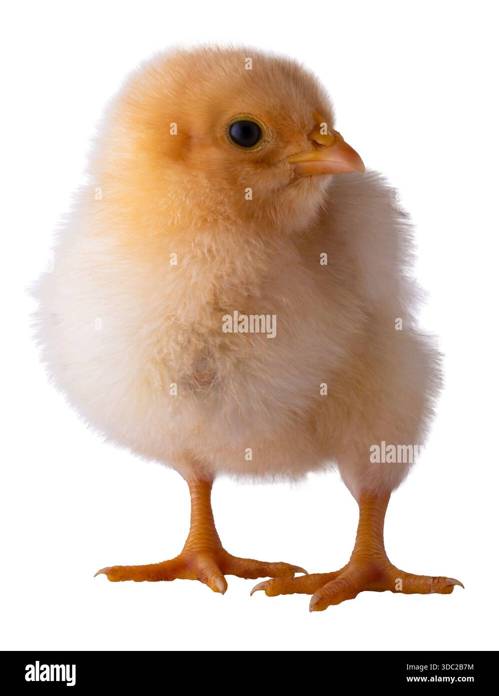 Buff verorppende Hühnchen, isoliert in einem Studio-Foto, das auf die Kamera schaut, die zu fragen scheint, ob etwas wirklich die Wahrheit ist. Stockfoto