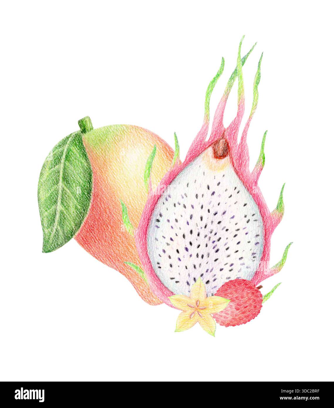 Mango, Drachenfrucht, Sternfrucht und Litschi Sommer exotische Komposition, handgezeichnete tropische Frucht Illustration isoliert auf weiß. Stockfoto
