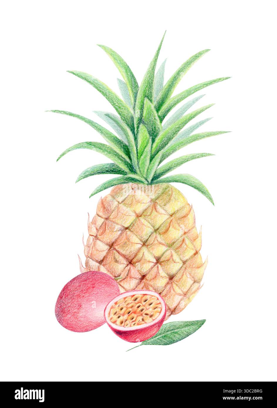 Ananas und Passionsfrucht Sommer exotische Komposition, Aquarell und farbige Bleistift isoliert tropische Frucht Illustration. Stockfoto