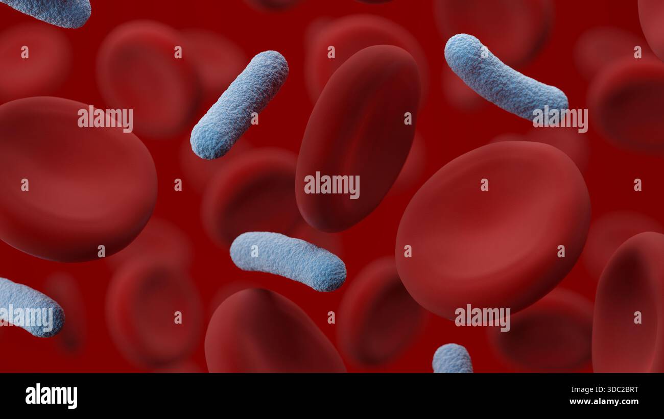 Bakterien und Erythrozyten. 3D-Abbildung. Stockfoto