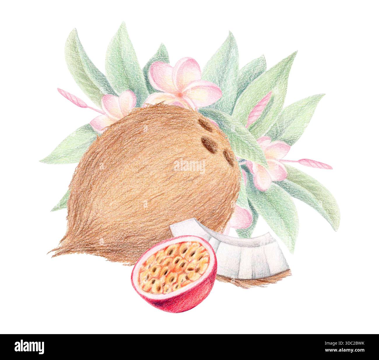 Kokosnuss, Passionsfrucht und Plumeria Blumen Sommer exotische Clip Art, tropische botanische handgezeichnete Illustration isoliert auf weiß. Stockfoto