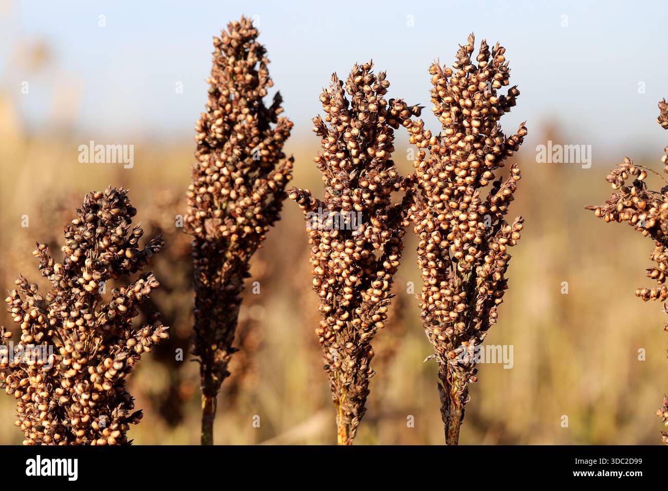 Hirse, Sorghum bicolor, Getreideanbau für Getreide. Stockfoto