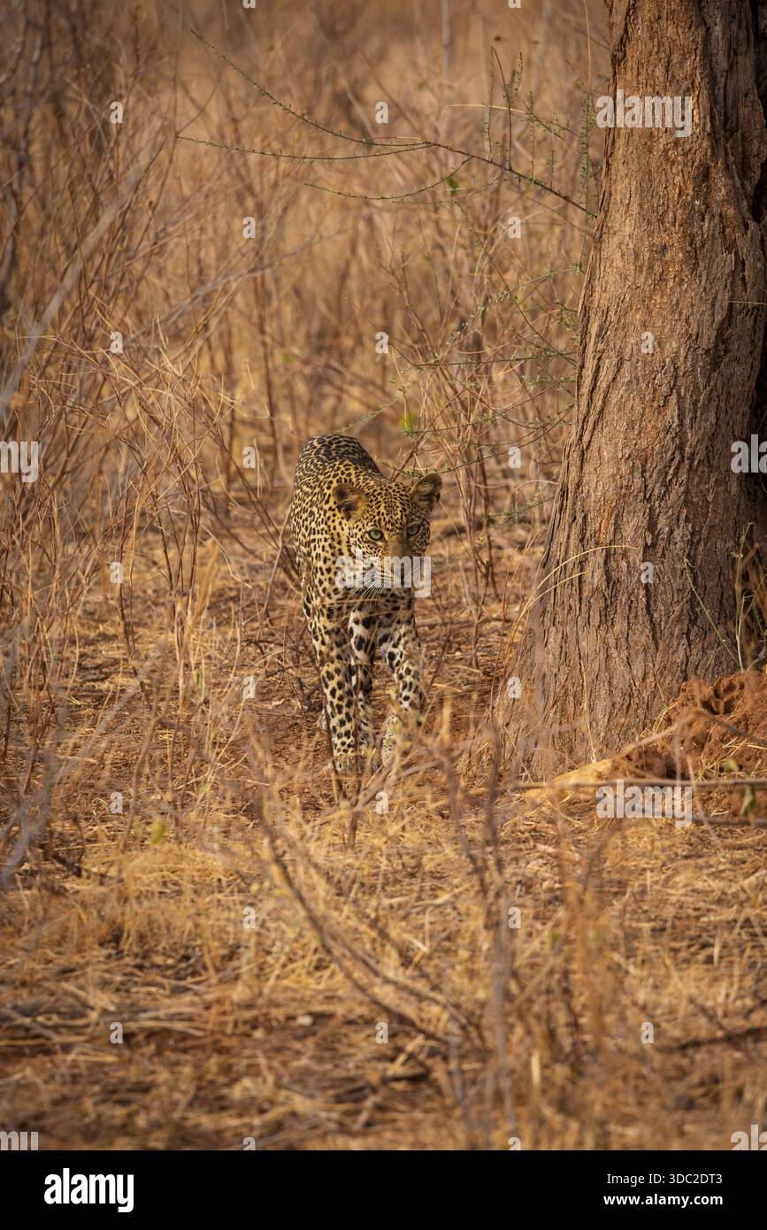 Leopard (Panthera pardus) männlich im Samburu National Reserve, Kenia Stockfoto
