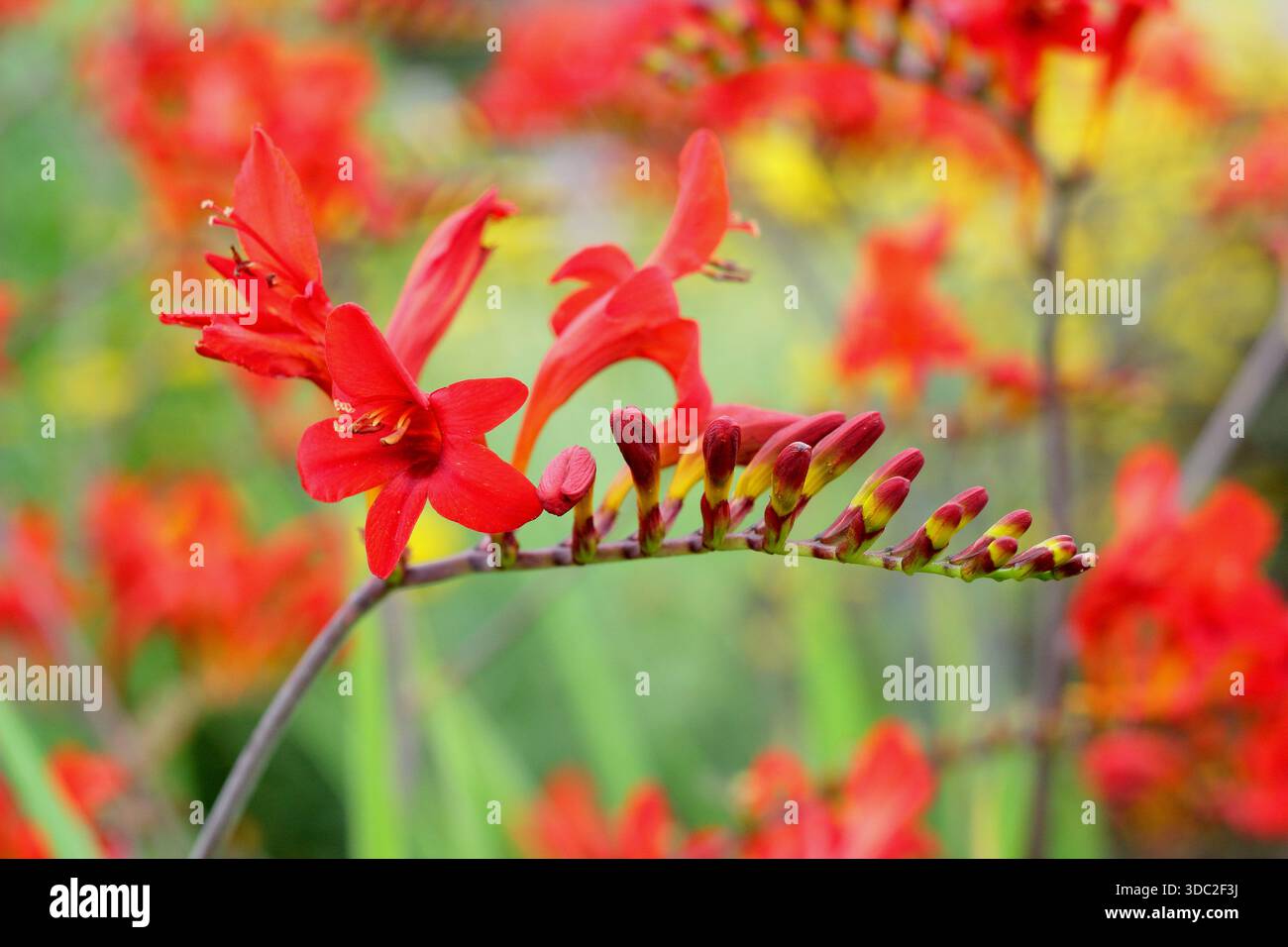 Montbretia. Crocosmia x crocosmiiflora „Saracen“, eine krautige Staude, die für leuchtend orange rote Blüten auf bogenförmigen Stämmen geschätzt wird Stockfoto