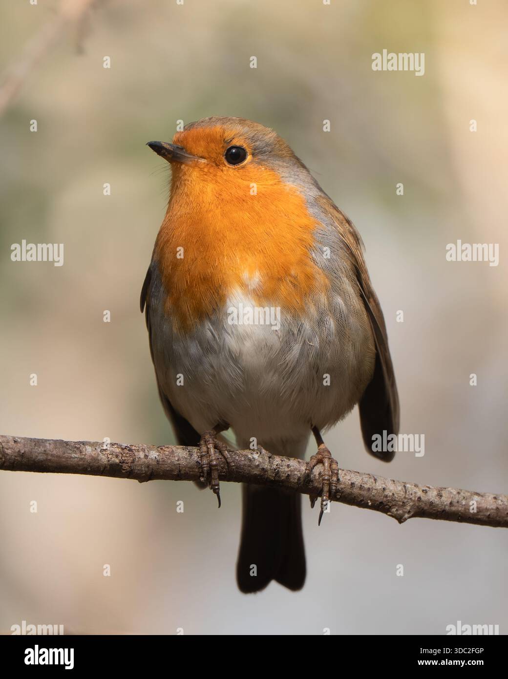 Europäischer rotkehlchen (Erithacus rubecula) auf einem Zweig, kleiner singvogel in natürlichen Waldgebieten. Stockfoto