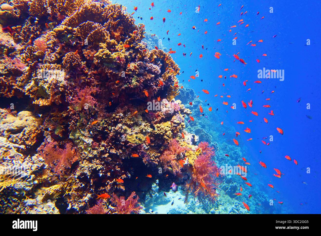 Wunderschönes tropisches Korallenriff mit Schwärme oder roten Korallenfischen Anthias Stockfoto