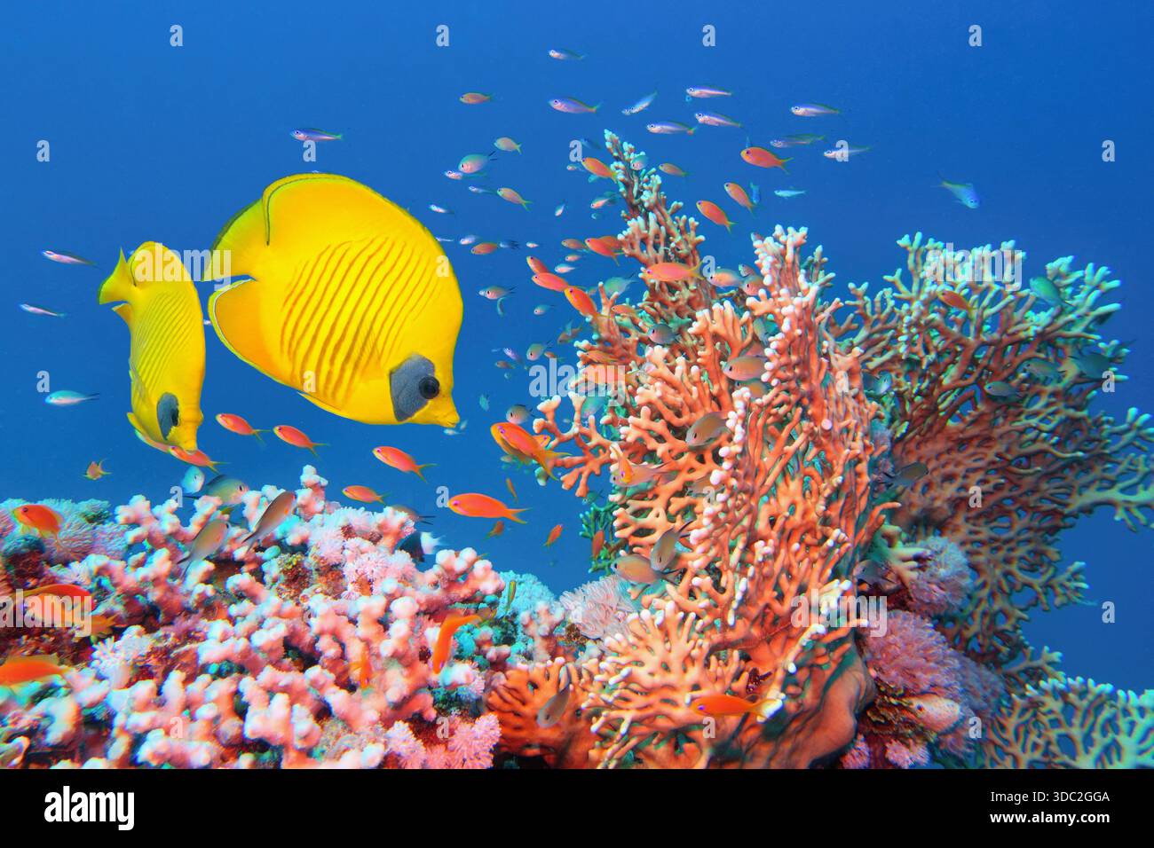 Rotes Meer Ägypten. Wunderschöne Korallenriffszene mit Feuerkorallen (Millepora), ein paar gelb maskierten Schmetterlingsfischen und roten Anthias. Stockfoto