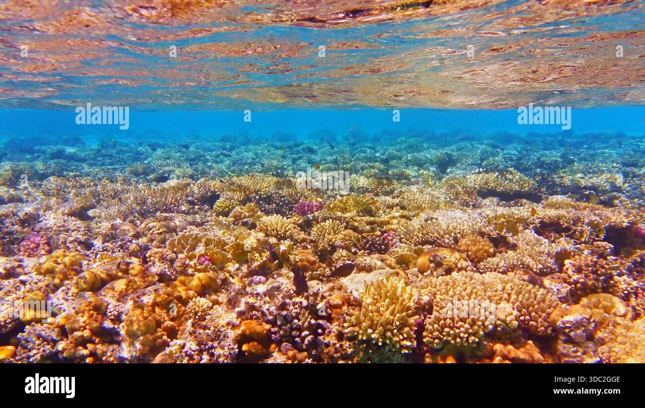 Wunderschönes tropisches Korallenriff Stockfoto