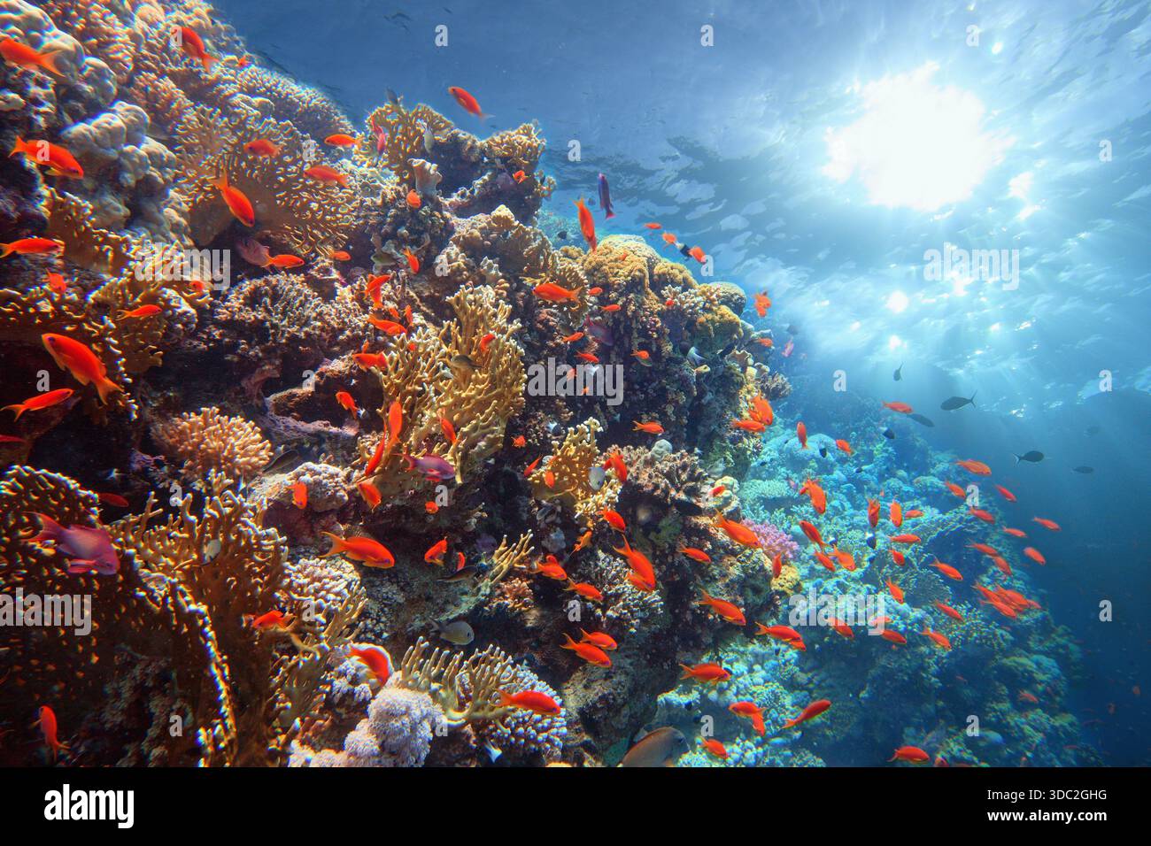 Wunderschönes tropisches Korallenriff mit Sonnenstrahlen, die unter Wasser leuchten. Stockfoto