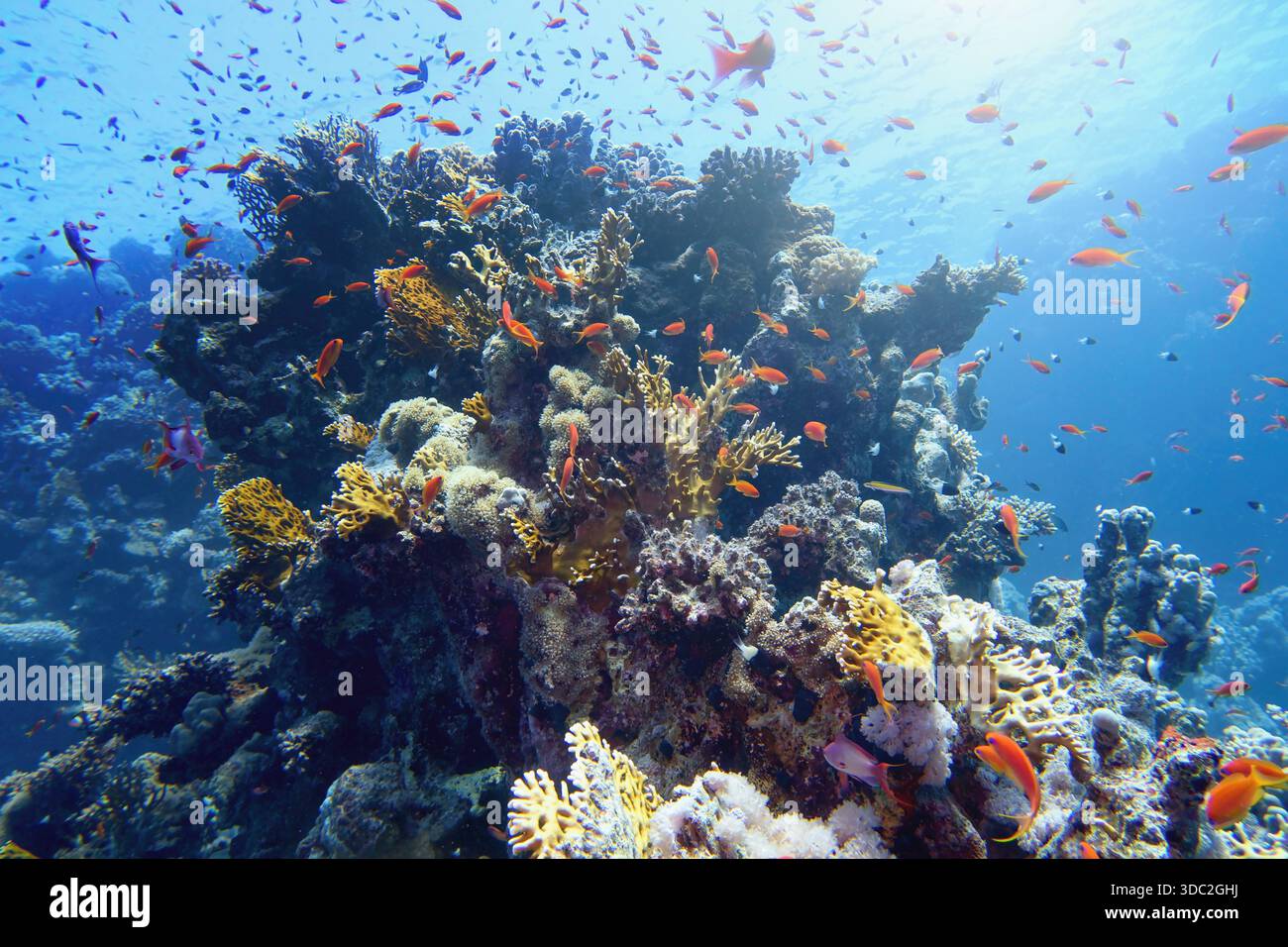 Lebenspendendes Sonnenlicht unter Wasser. Sonnenstrahlen leuchten unter Wasser auf dem tropischen Korallenriff. Ökosystem- und Umweltschutzkonzept. Stockfoto