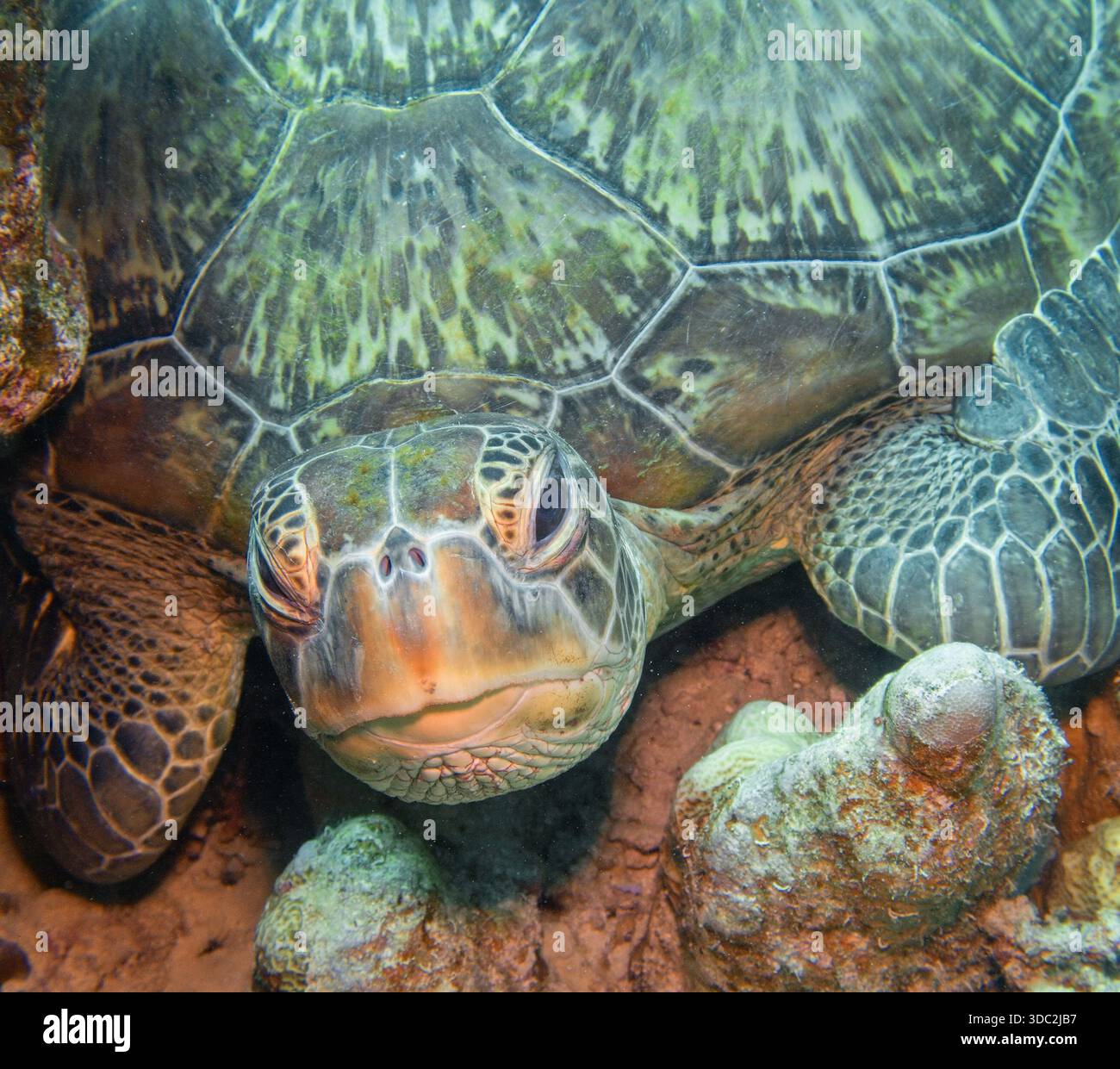 Grüne Meeresschildkröte ( Chelonia Mydas), Tiergesicht aus nächster Nähe. Stockfoto