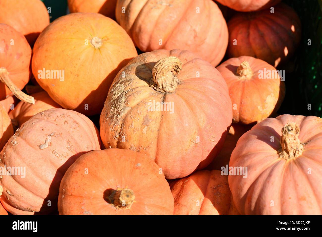 Pastellrosafarbene Kürbisse in der Kiste „Miss Sophie Pink“ Stockfoto