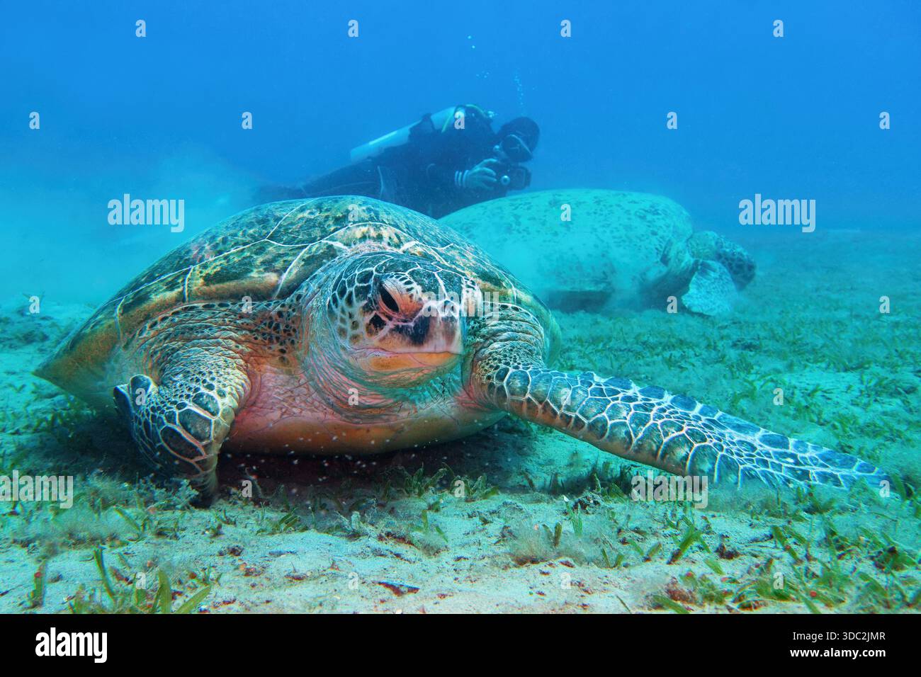 Grüne Meeresschildkröte ( Chelonia Mydas) und Taucher mit Unterwasserkamera im Hintergrund Stockfoto