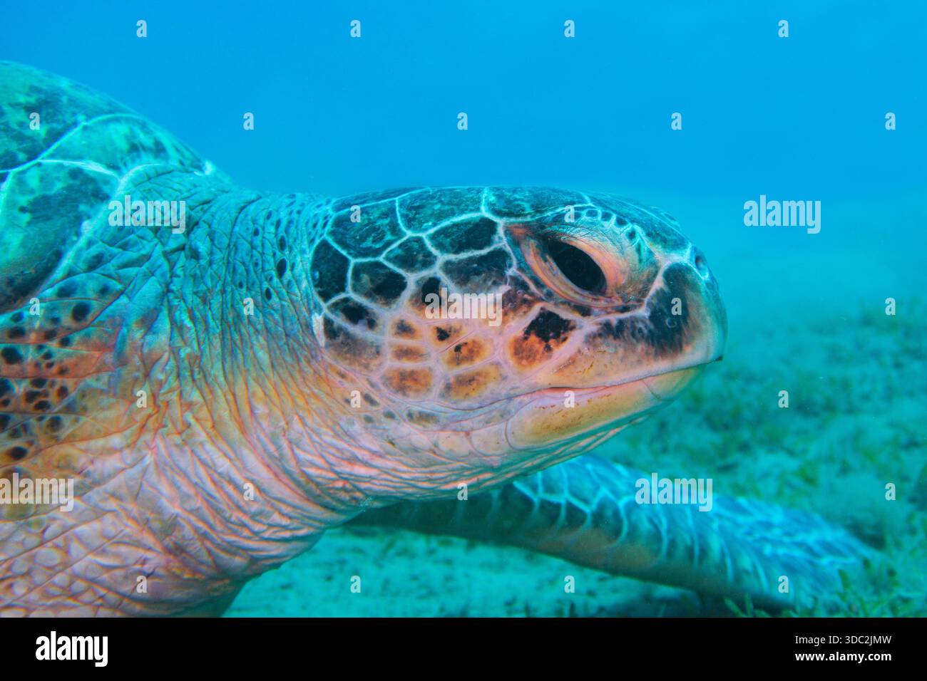 Grüne Meeresschildkröte ( Chelonia Mydas), Tiergesicht aus nächster Nähe. Stockfoto