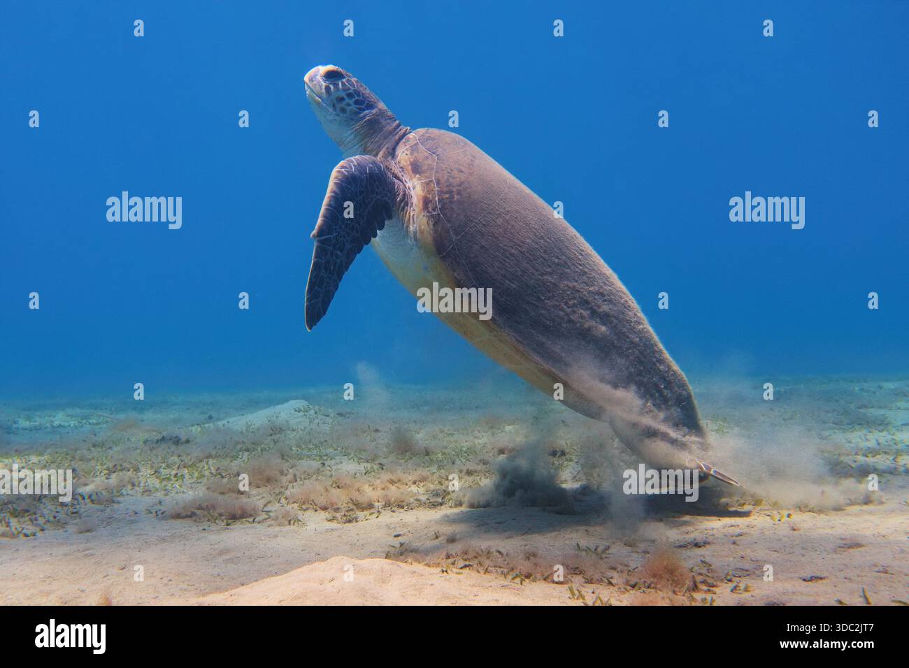 Grüne Meeresschildkröte ( Chelonia Mydas) schwimmt im blauen Meerwasser Stockfoto