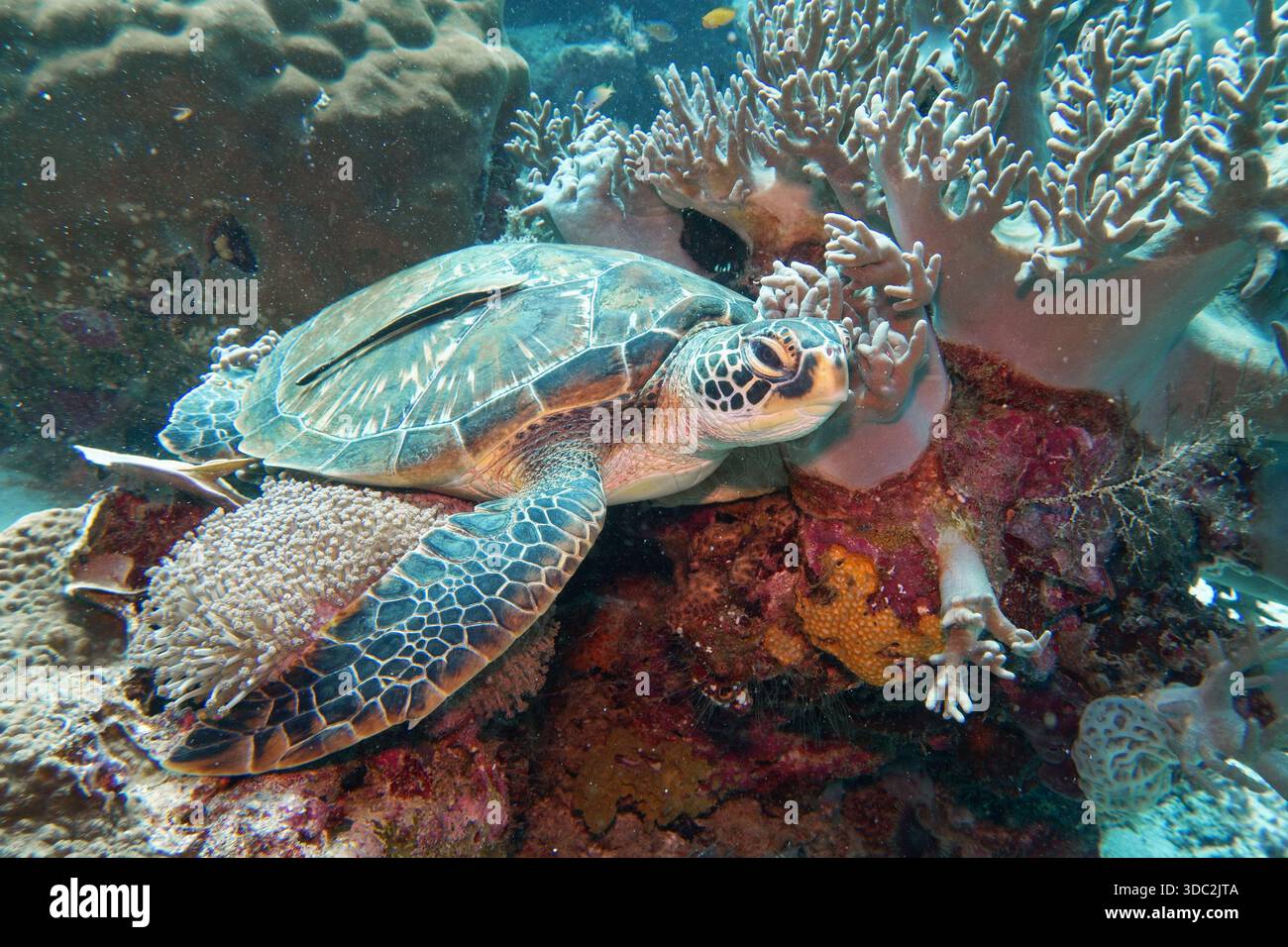 Grüne Meeresschildkröte (Chelonia Mydas) auf dem Korallenriff Stockfoto