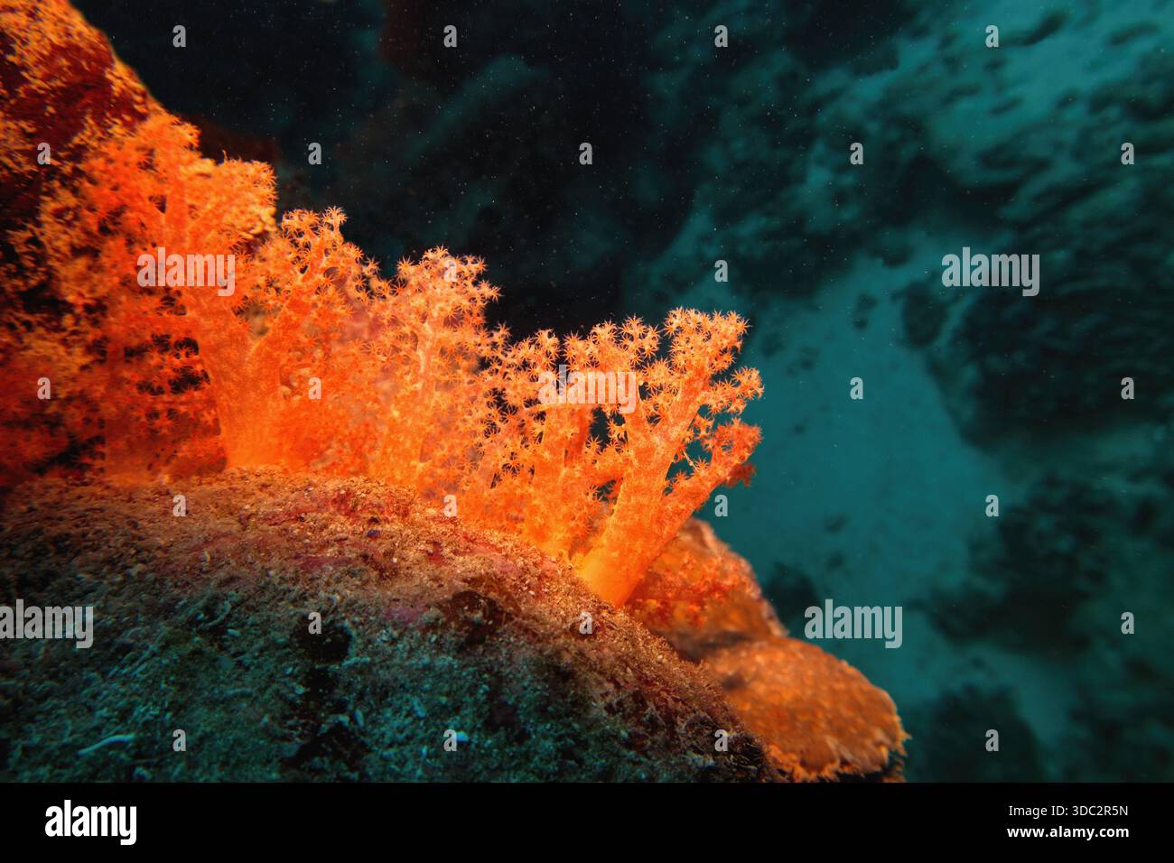 Wunderschöne rote Weichkorallen Dendronepthya. Unterwasserszene der Biodiversität des Korallenriffökosystems. Stockfoto