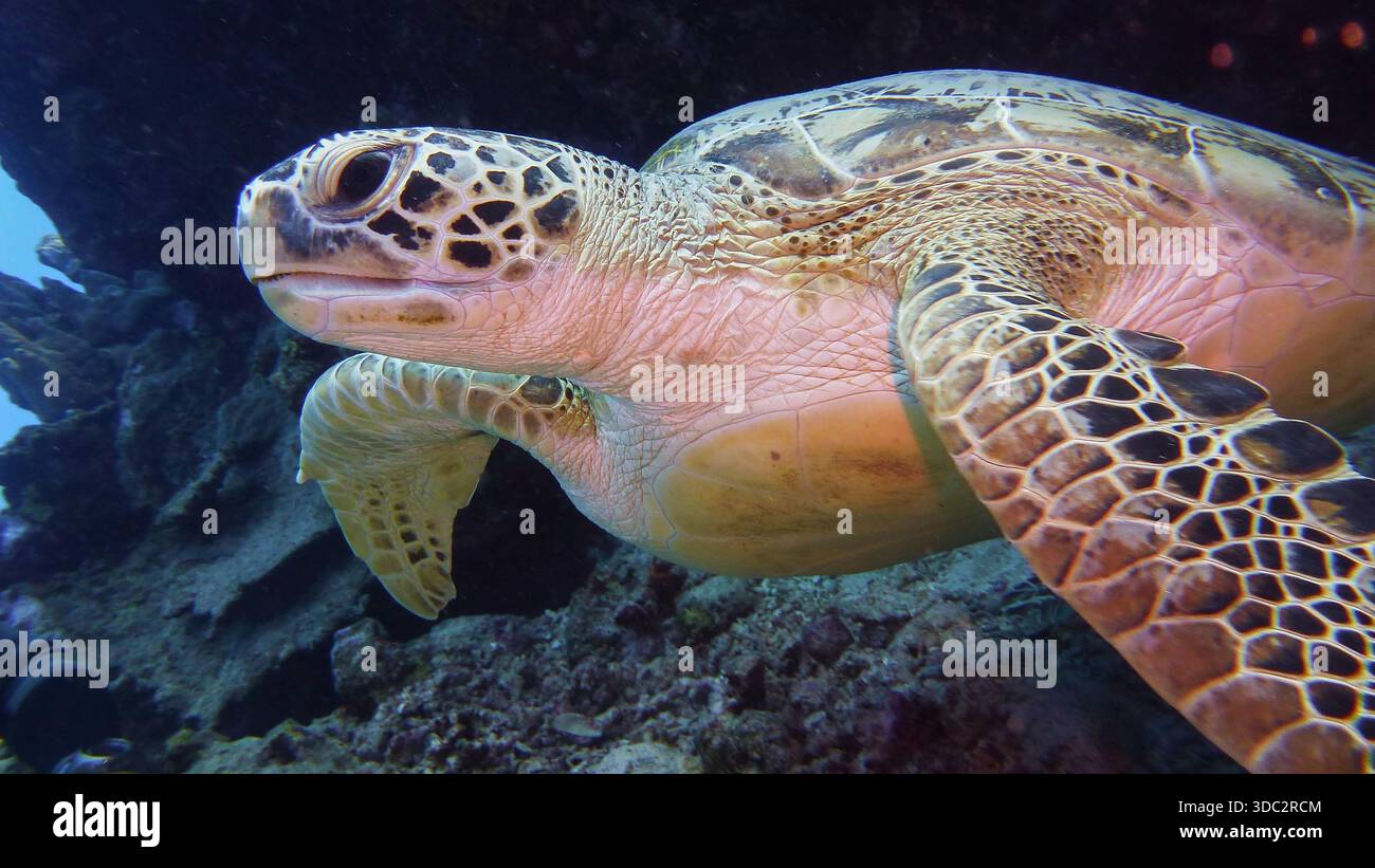 Grüne Meeresschildkröte, Tauchen mit wilden Tieren Stockfoto